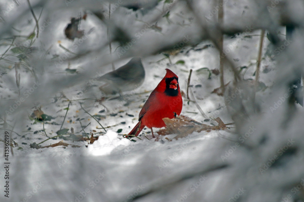 Red Cardinal feeding in winter with snow on beak seen through branches Red Cardinal feeding in winter with snow on beak seen through branches