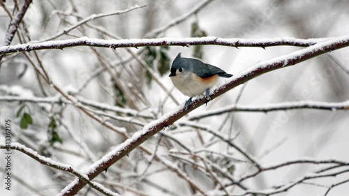 Tufted Titmouse on branch in winter