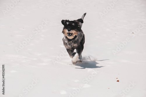 Funny cute young dog mittel schnauzer is running on the white sand under the daylight. Smiling dog on the beach.