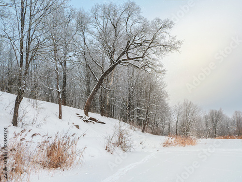 The coastline of a snow-covered lake with beautiful leaning trees. Winter snow landscape.