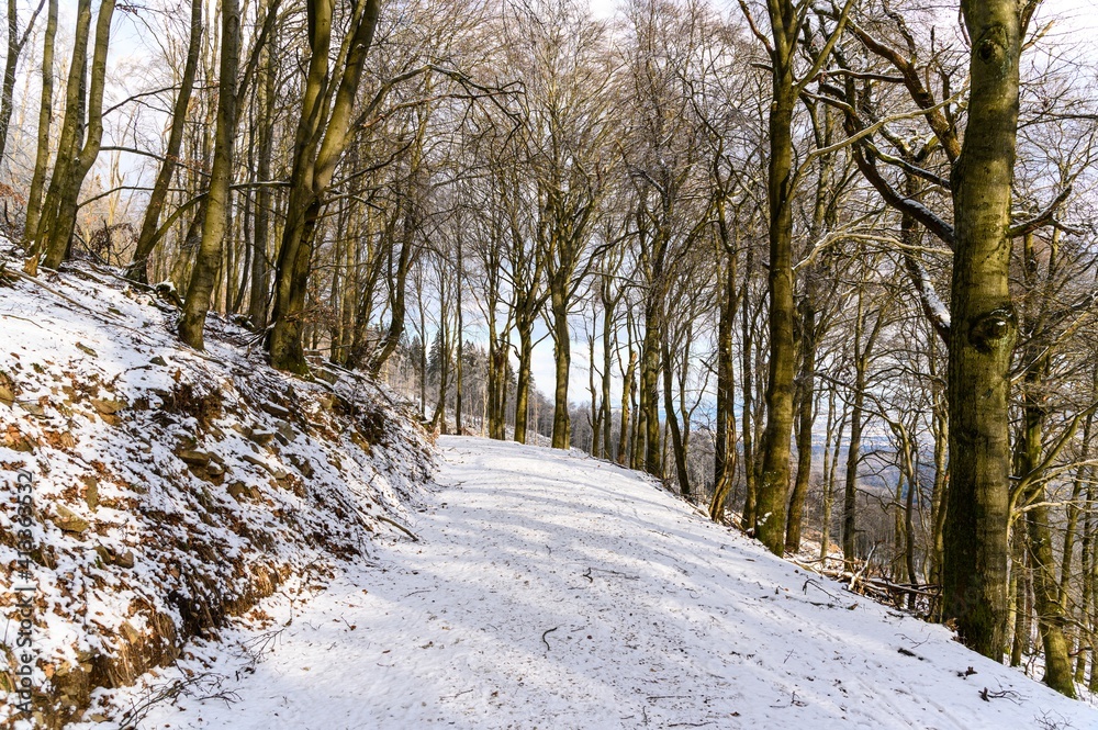 Christmas time. Snow, forest, nature, snowy trees in Taunus mountains (Mountain Atkonig, Feldberg) by Konigstein Falkenstein, Kronberg. Nearby Frankfurt am main, Oberursel. Hesse, Germany.