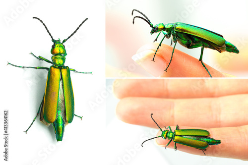 Collage of macro images of the blister beetle, Lytta vesicatoria, known to have a poisonous and aphrodisiac substance in the elytra, the cantharidin photo