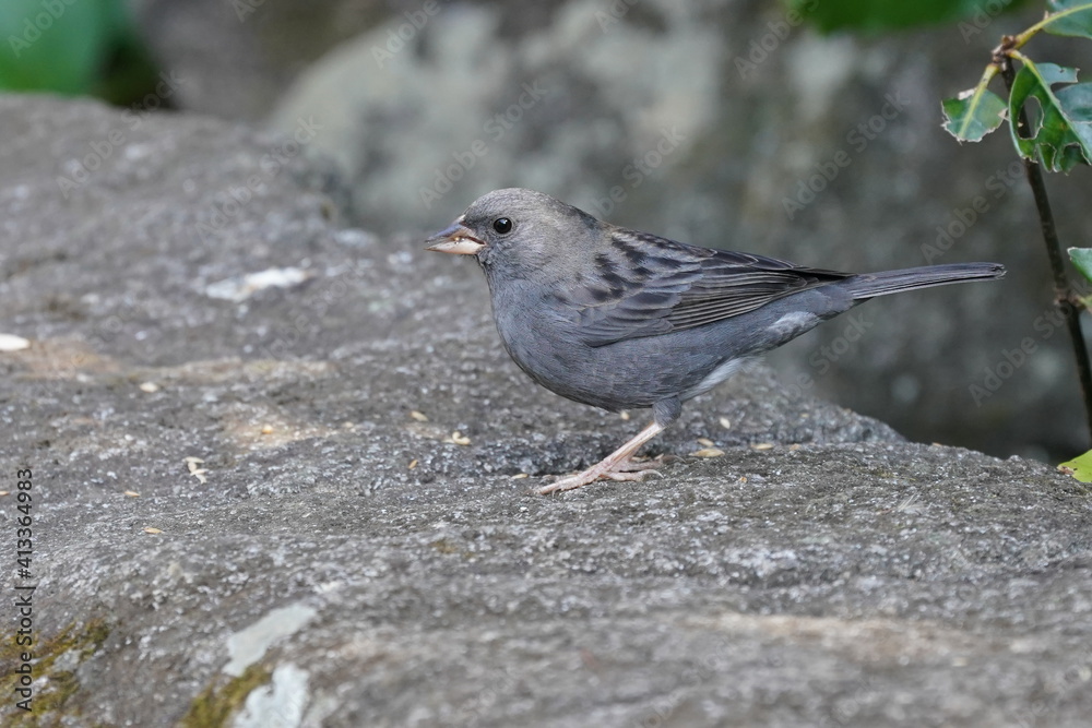 gray bunting on the rock
