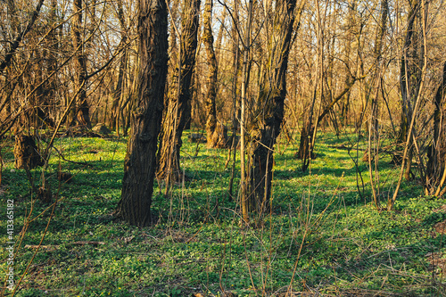 Forest Trees with Sunlight