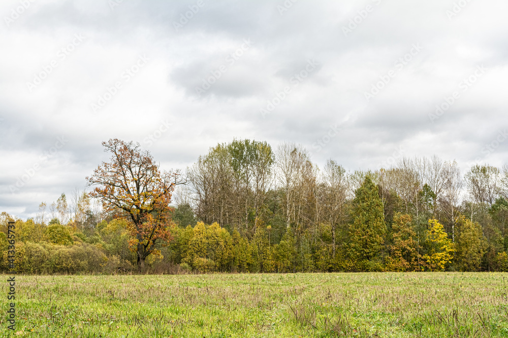 Young oak tree with yellow leaves on the meadow with green grass on the forest background. Cloudy autumn day Young oak tree with yellow leaves on the meadow with green grass on the forest background. Cloudy autumn day