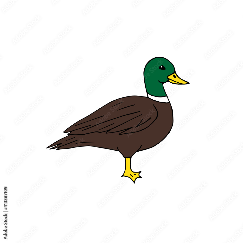 Fototapeta premium Vector hand drawn doodle sketch colored duck isolated on white background