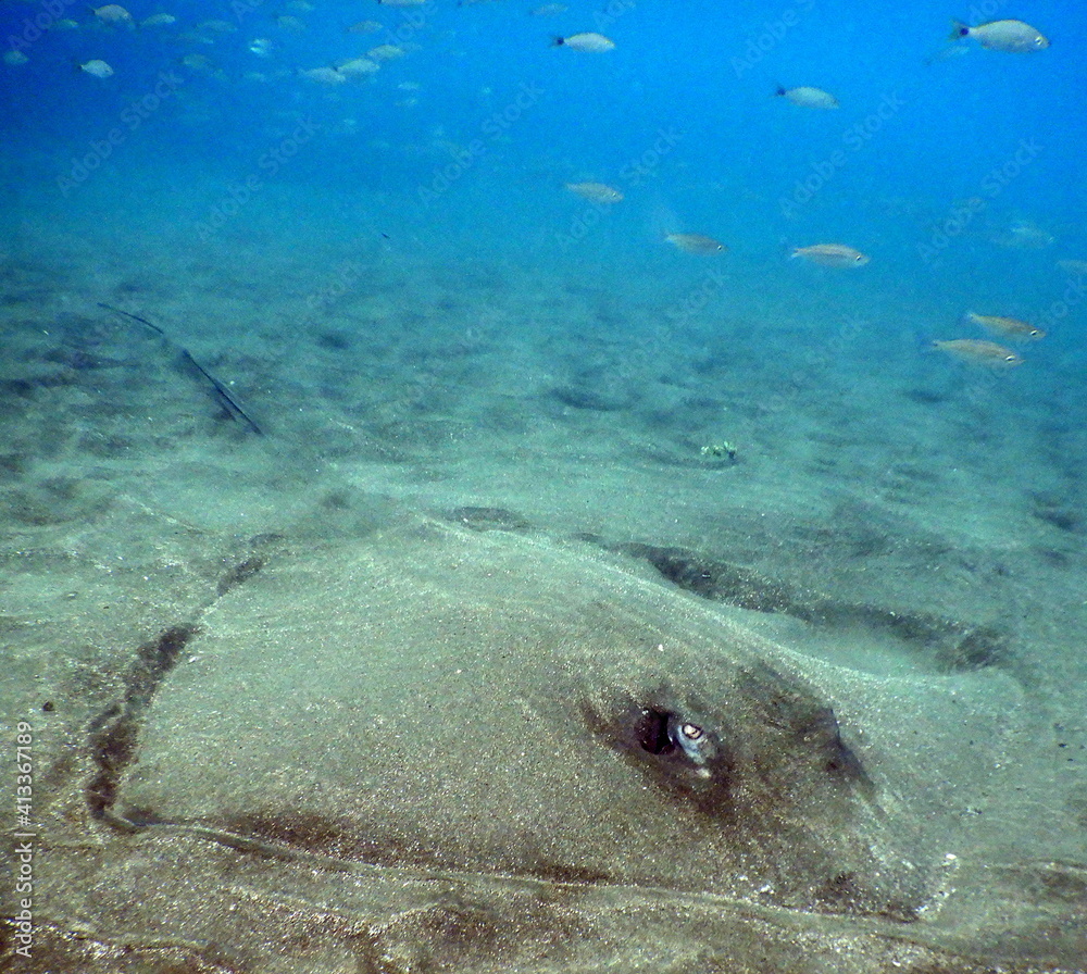 Costa Rica Pacific sea life underwater