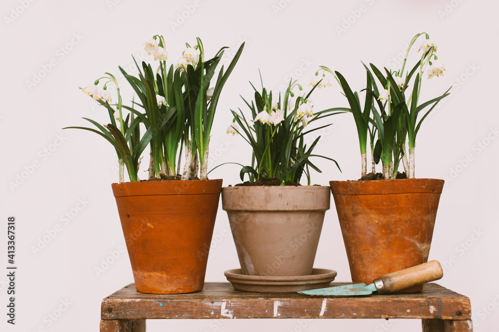 Spring flowers in clay pots on rustic wood with gardening tools in rural room. Hello spring