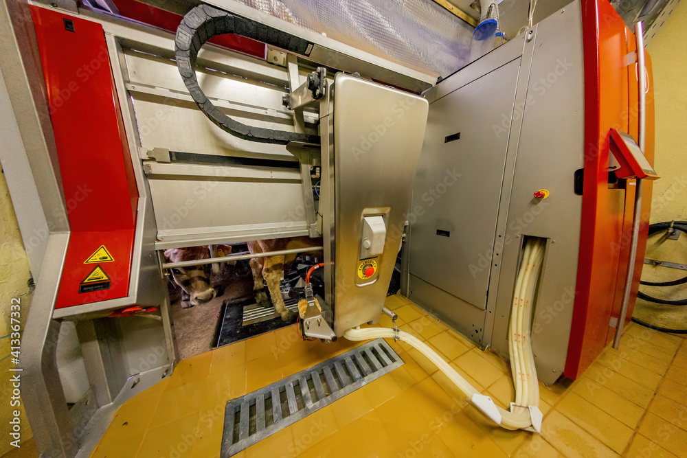 Milking the cows with a fully automated milking robot