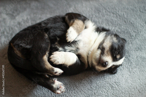 portrait of small puppy dog sleeping on his back © ivan