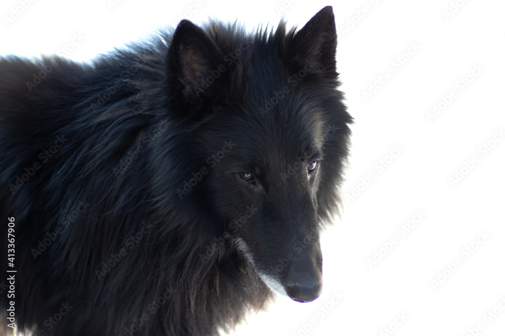 Black dog like fox. On white background. Close up - headshot