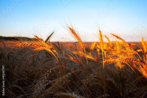 Golden ears of wheat in the rays of the setting sun
