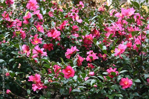 pink and white flowers