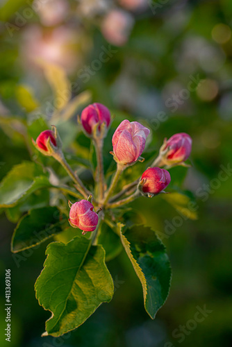 Clustered blooms of apple-tree branches in the springtime