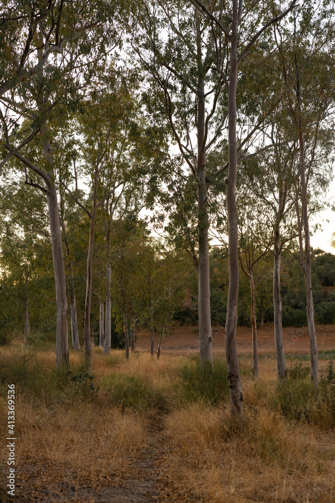 Eucalyptus trees on a forest nature landscape in fall in Spain Portugal