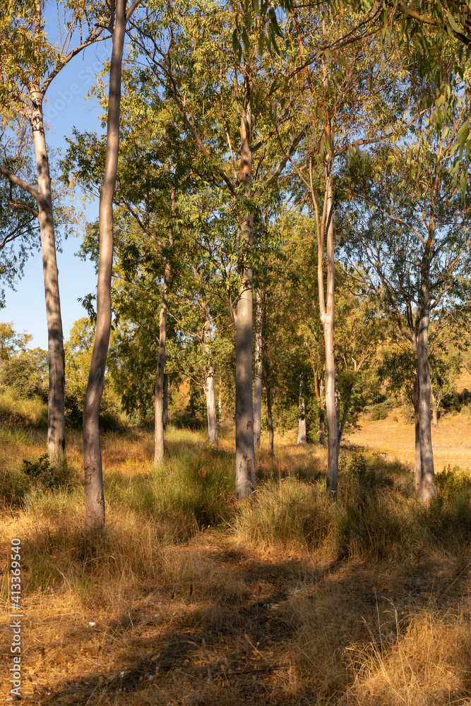 Eucalyptus trees on a forest nature landscape in fall in Spain Portugal Eucalyptus trees on a forest nature landscape in fall in Spain Portugal