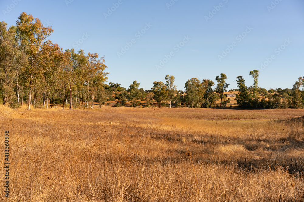 Fototapeta premium Eucalyptus trees landscape with wheat on a sunny golden day, in Spain