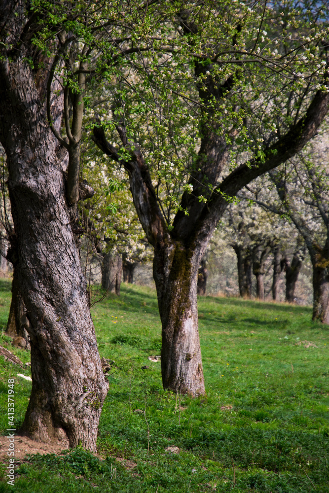 Apple blossom trees orchard, springtime in Brdárka Slovakia