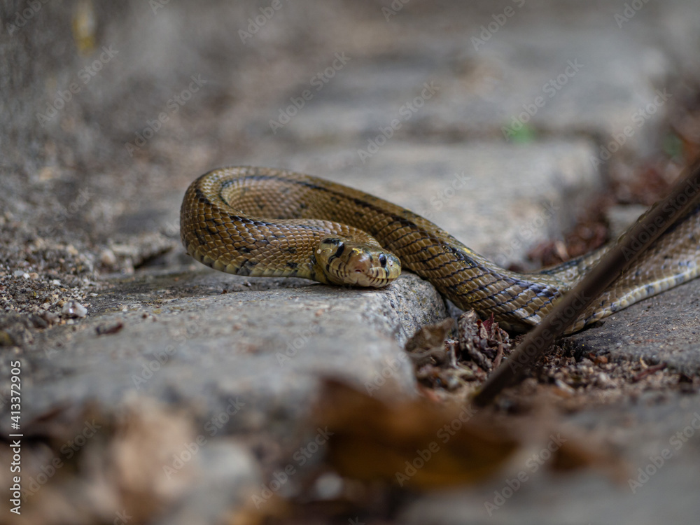 Snake attacking with its tongue out, in rocky floor Snake attacking with its tongue out, in rocky floor