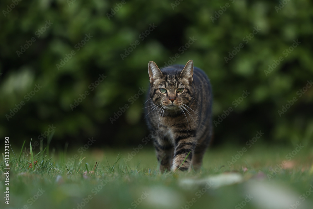 Katze im Garten kommt auf einen zu