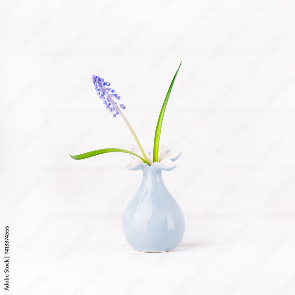 Delicate blue grape hyacinth flower in a vase Delicate blue grape hyacinth flower in a vase