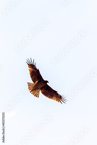 Eagle (but not agressive) in fly over Kamo river- sunny day in March in Kyoto