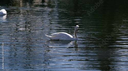 White swan on the small pond. It is embeded its head into the water. photo