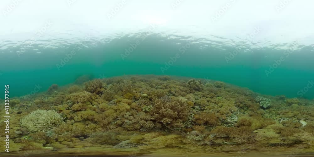 Underwater fish garden reef. Reef coral scene. Seascape under water. Philippines. Virtual Reality 360.