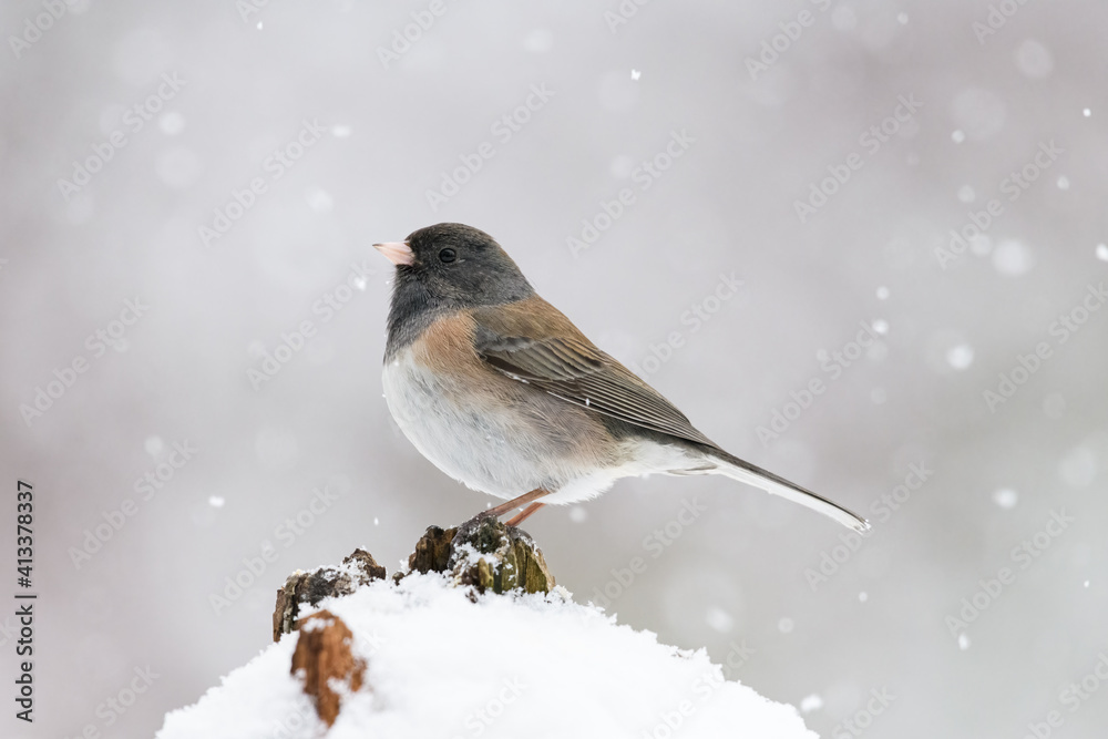 Dark eyed junco in falling snow on top of a log on a winter day in the Snoqualmie Valley of Washington State Dark eyed junco in falling snow on top of a log on a winter day in the Snoqualmie Valley of Washington State