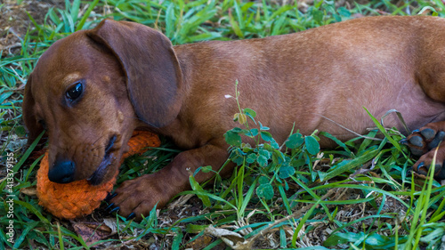 beagle puppy playing in the grass