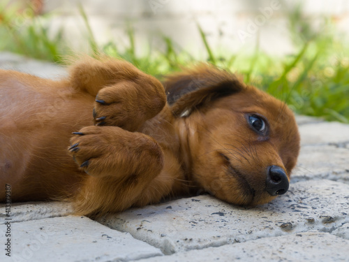 sleeping puppy sleeping