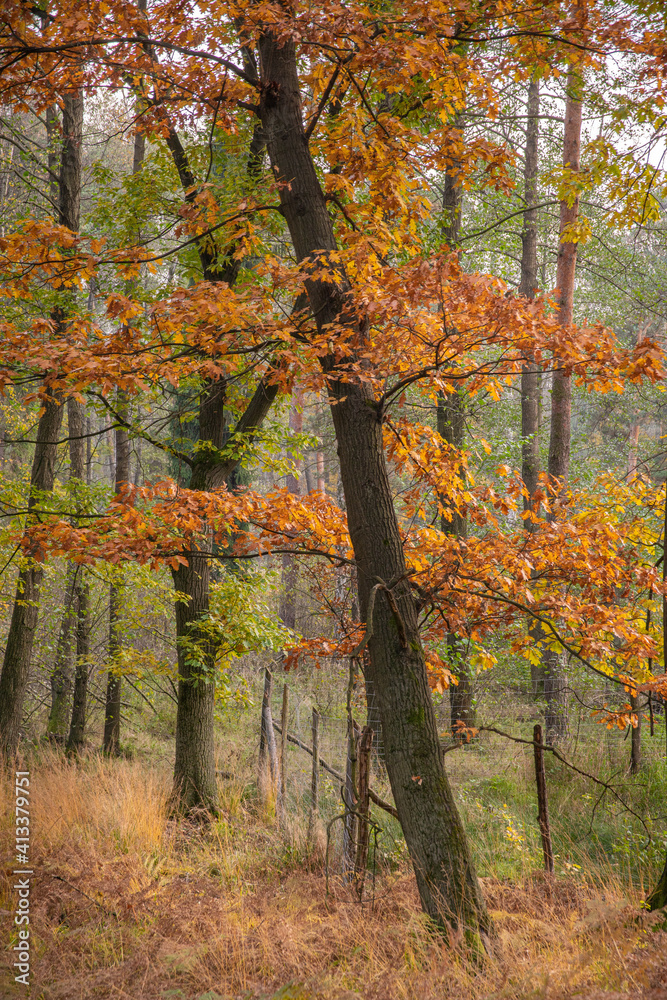 Fototapeta premium autumn in the forest