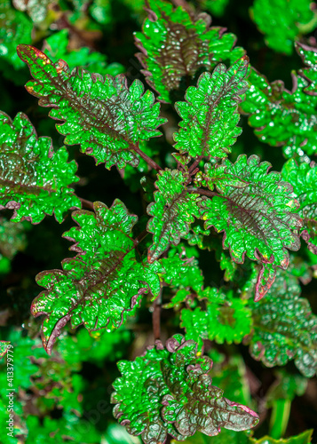 fresh green leaf background with a hint of brown
