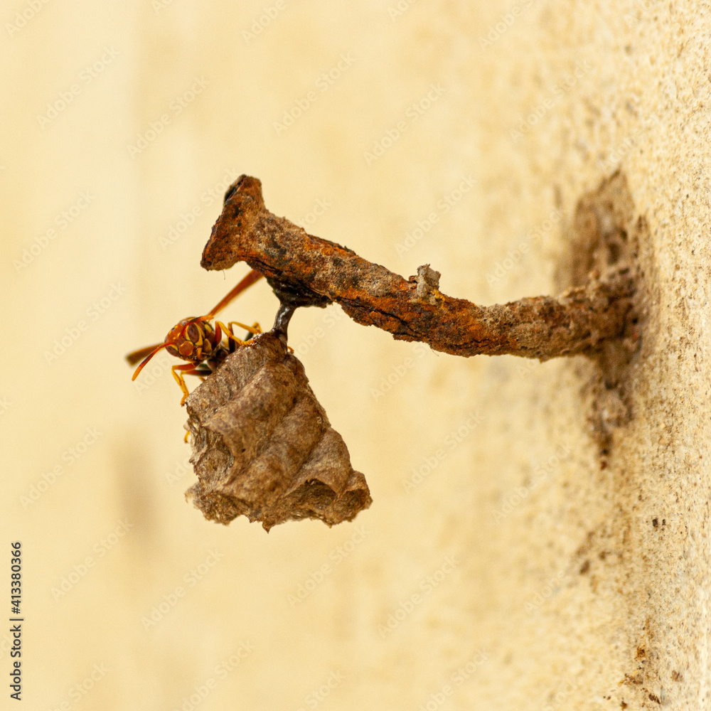 Wasp Honeycomb Wasp Honeycomb