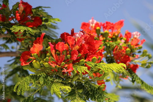 Red Flowers