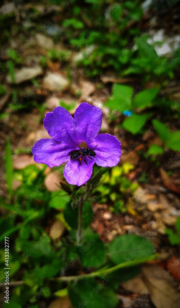 Natural purple Natural purple