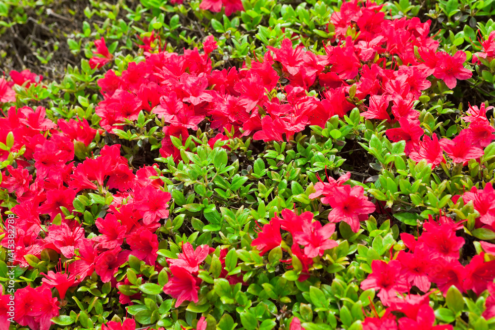 国分城山公園　満開の赤いツツジの花	