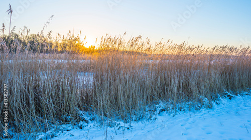 Snowy edge of a white frozen lake in wetland under a blue sunny sky at sunrise in winter  Almere  Flevoland  The Netherlands  February 11  2020