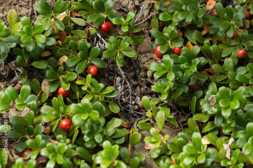 Red fruits among leaves of Uva Ursi Bearberry plant photo