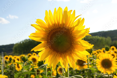 Sunflower with its back to the sun in cultivated ground 