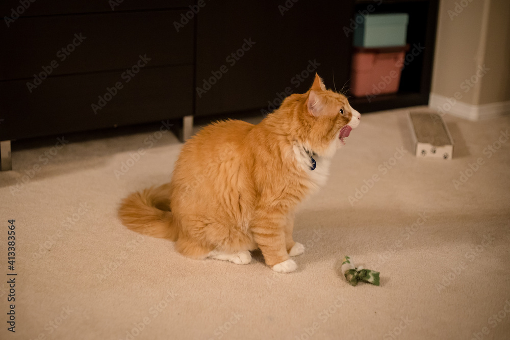 Cute orange cat enjoying catnip
