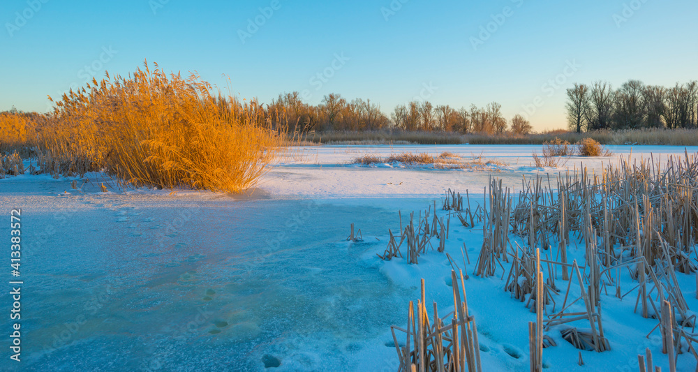 Snowy edge of a white frozen lake in wetland under a blue sunny sky at sunrise in winter, Almere, Flevoland, The Netherlands, February 11, 2020