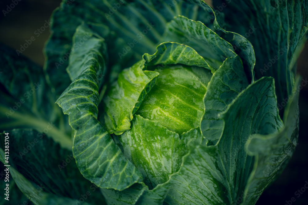 Obraz premium Cabbage. Cabbage green leaves. Fresh organic cabbage from farm field. View of green cabbages plants. Vegetarian food concept. Healthy Vegetarian diet.