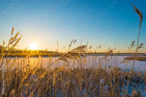 Fototapeta Naklejka Na Ścianę i Meble -  Snowy edge of a white frozen lake in wetland under a blue sunny sky at sunrise in winter, Almere, Flevoland, The Netherlands, February 11, 2020