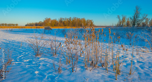 Snowy white frozen field in wetland under a blue bright sky in sunlight in winter, Almere, Flevoland, The Netherlands, February 11, 2020 © Naj