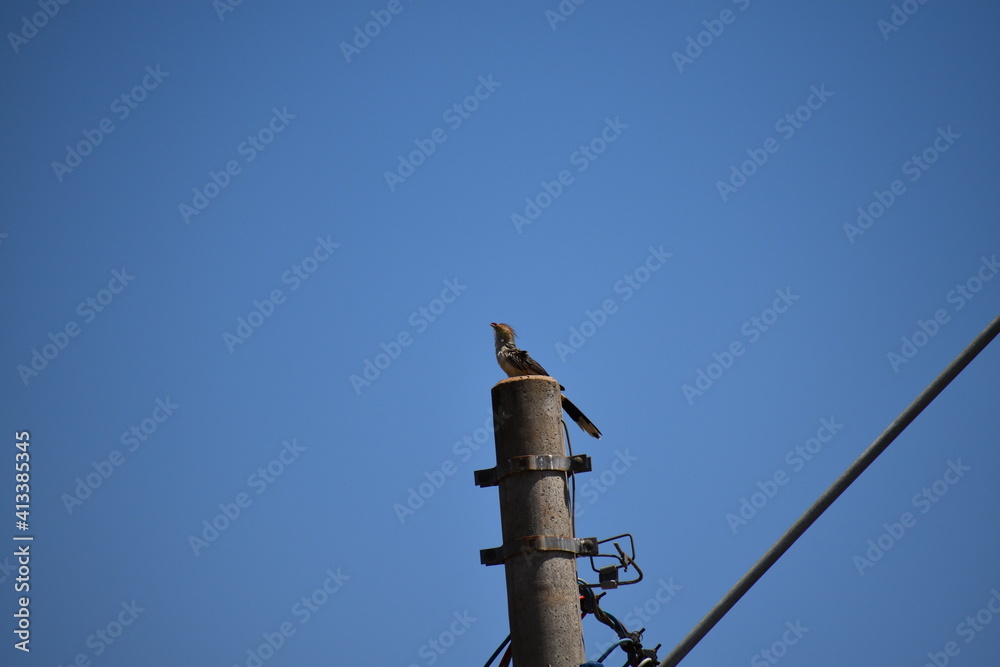 Side view of Brazilian yellow bird with crest (guira cuckoo) looks up at the blue sky and sings Side view of Brazilian yellow bird with crest (guira cuckoo) looks up at the blue sky and sings