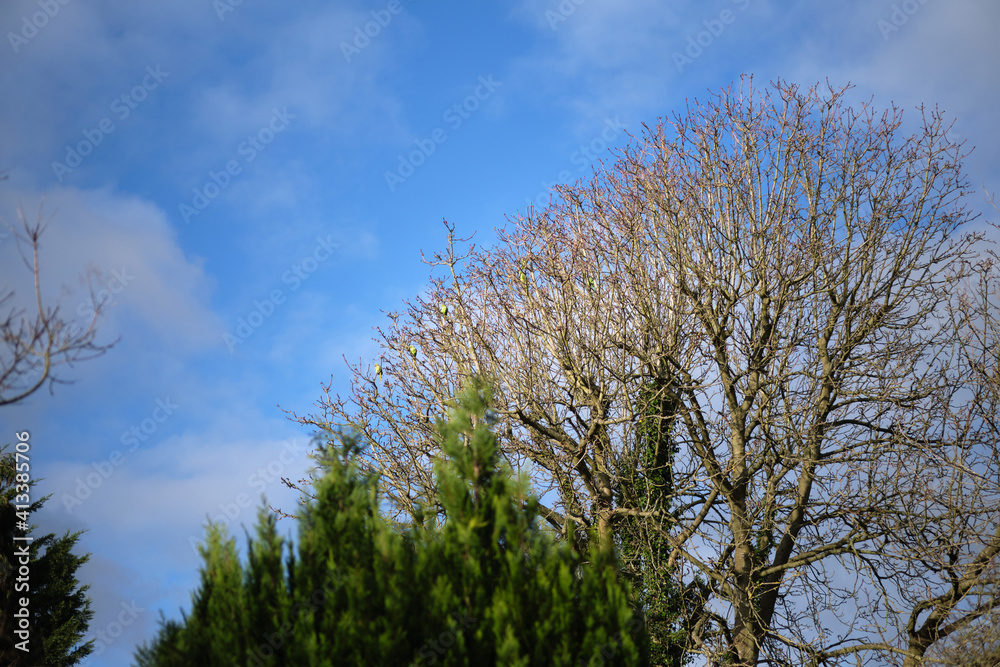 Close-up of trees against blue sky. Colorful green parrots perching on leafless tree branches. Close-up of trees against blue sky. Colorful green parrots perching on leafless tree branches.