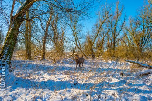 Roe deer in a snow white frozen forest in wetland under a blue bright sky in sunlight in winter, Almere, Flevoland, The Netherlands, February 11, 2020
