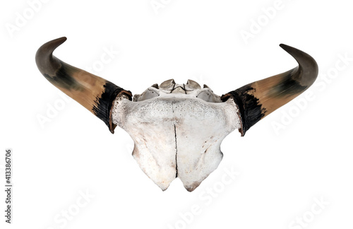 Skull horn head animal ox