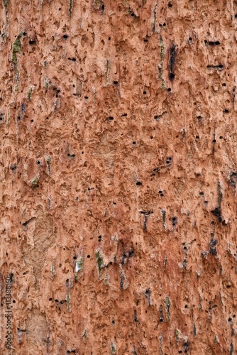 The structure of a tree trunk infested with a pest. 02-01-2021, Middle Bohemia, Czech Republic.